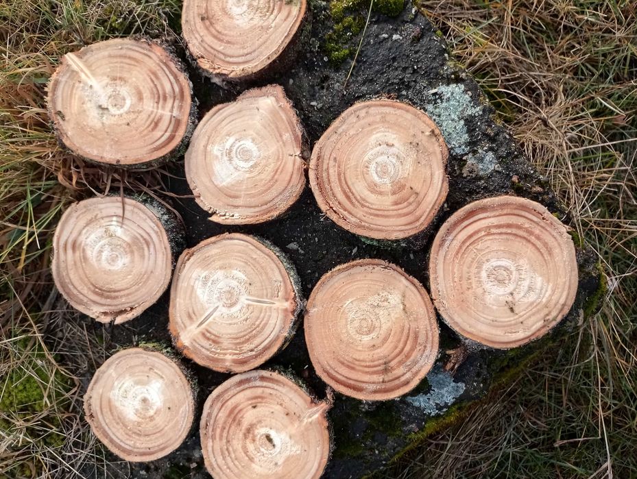 Świerkowy plaster drewna 10 sztuk krążek świerkowy 8-15cm 2cm