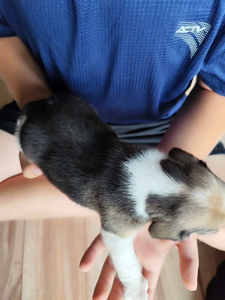 Śliczna suczka Beagle tricolor