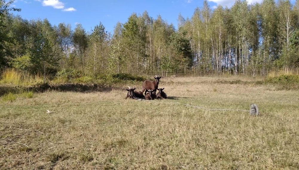 Коза, молоденька.