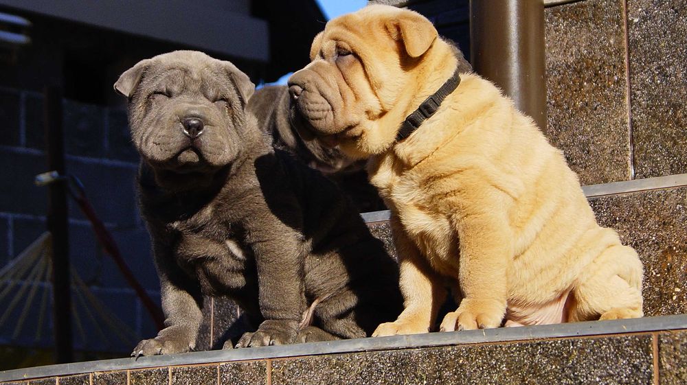 Frugo samczyk Shar Pei z rodowodem, rodzice importowani zza granicyFCI