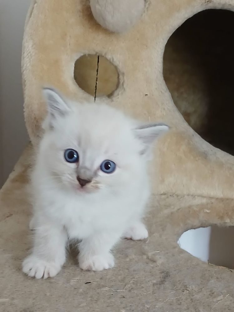 Ragdoll śliczna kotka