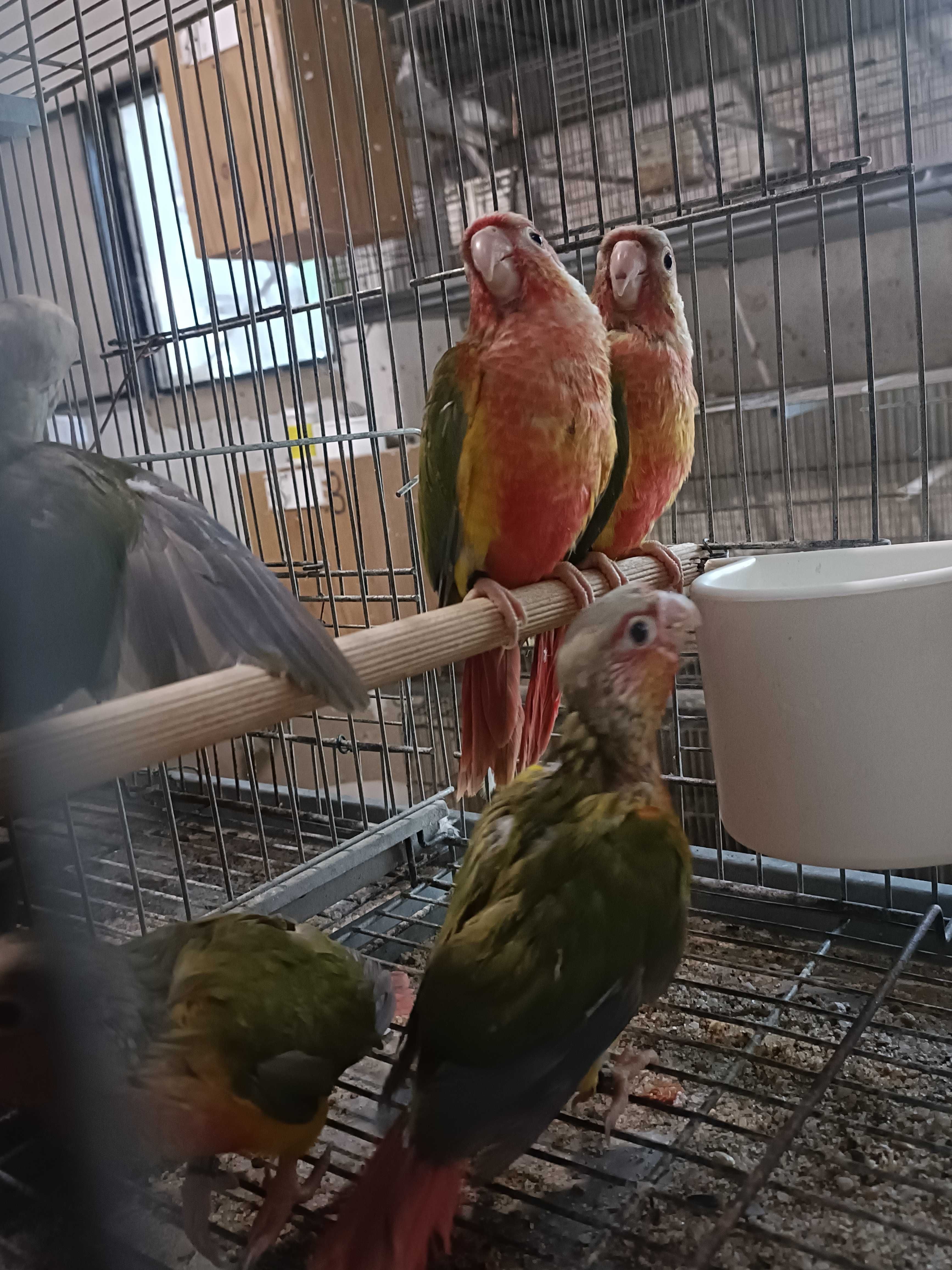 Pyrruras pyneeaples criadas  a mão ..