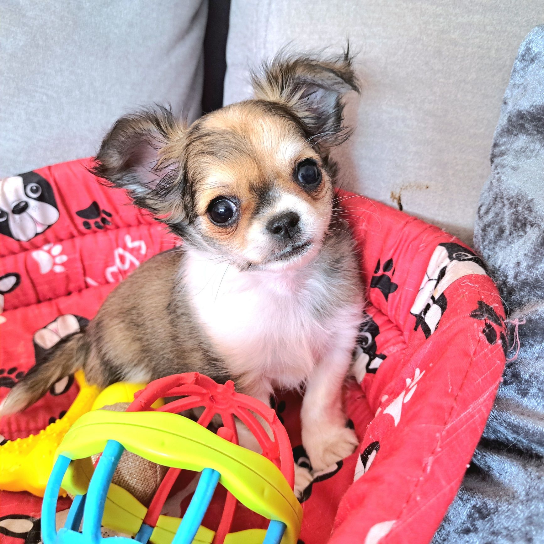Malusi Franio szuka domku Chihuahua długowłosy