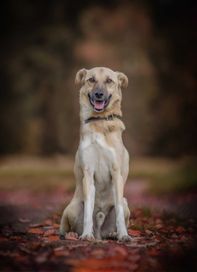 Nero - cudowny, młody piesek czeka na dom!