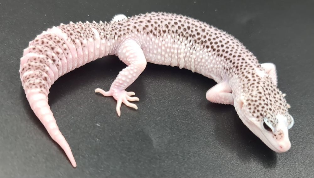 Gekon lamparcie Total Eclipse