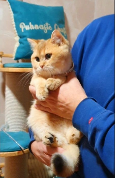 Золотой плюшевый британец котенок