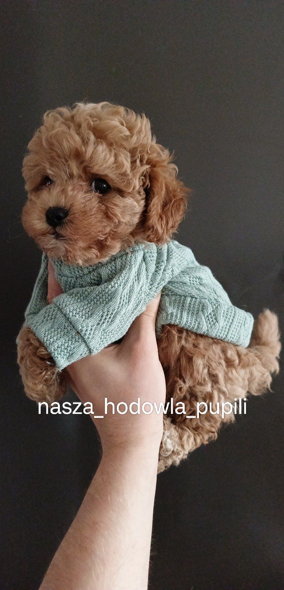 Bichpoo poochon hybryda jak maltipoo pudel toy x Bichon frise