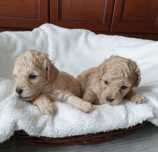 Boochon/ Bichpoo. Hybryda. Chłopczyk. Bichon frise/ pudel toy