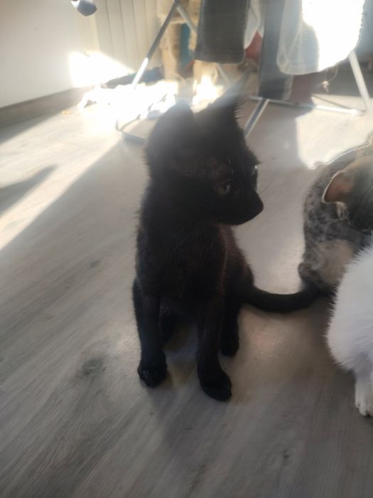 Oddam kocurki w dobre ręce