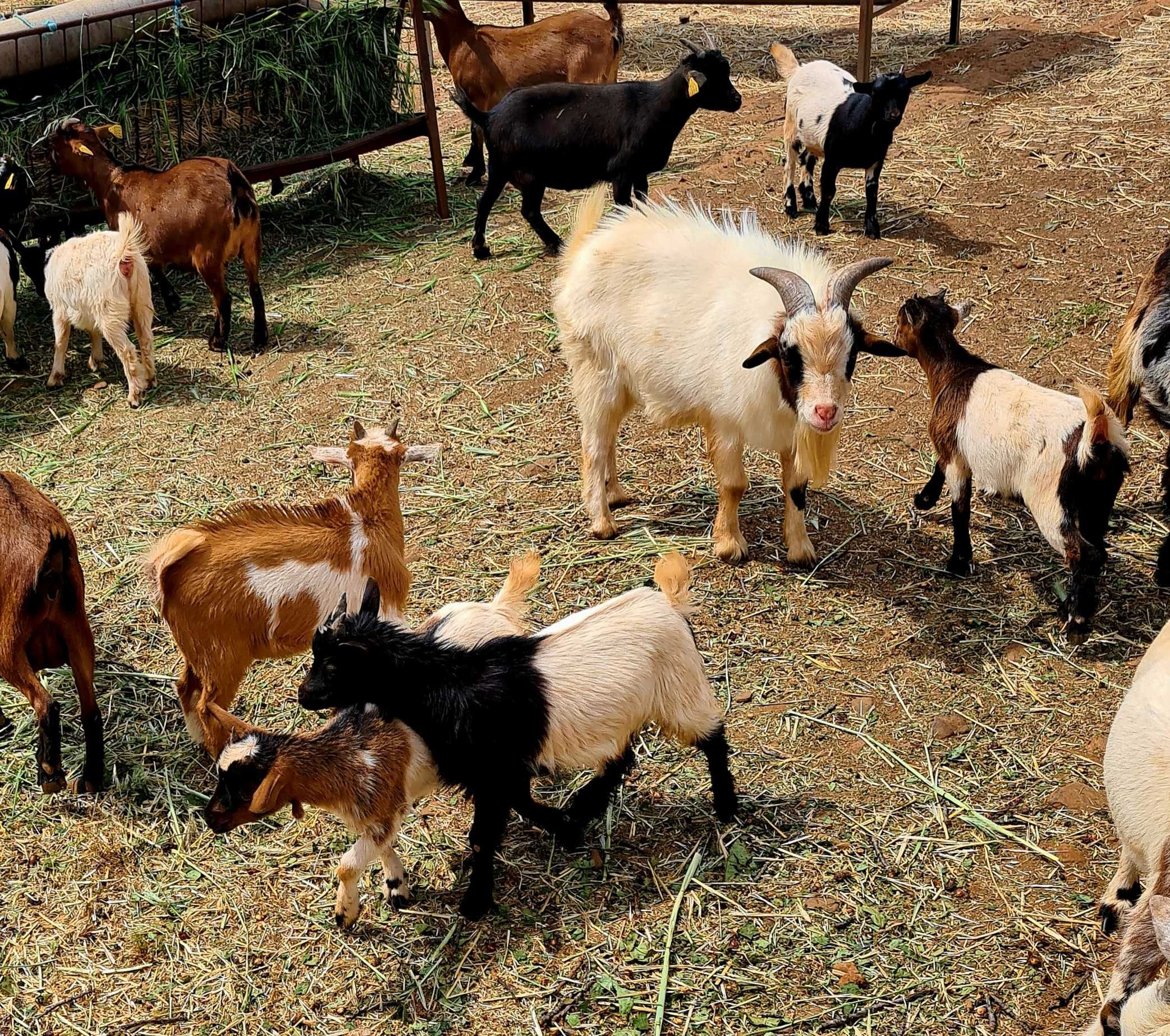 cabras anãs machos/fêmeas