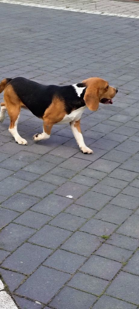Beagle dorosły piesek 2 lata