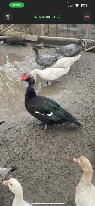 Індо-качка(шипуни)