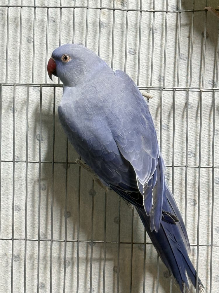Ring neck,aratinga