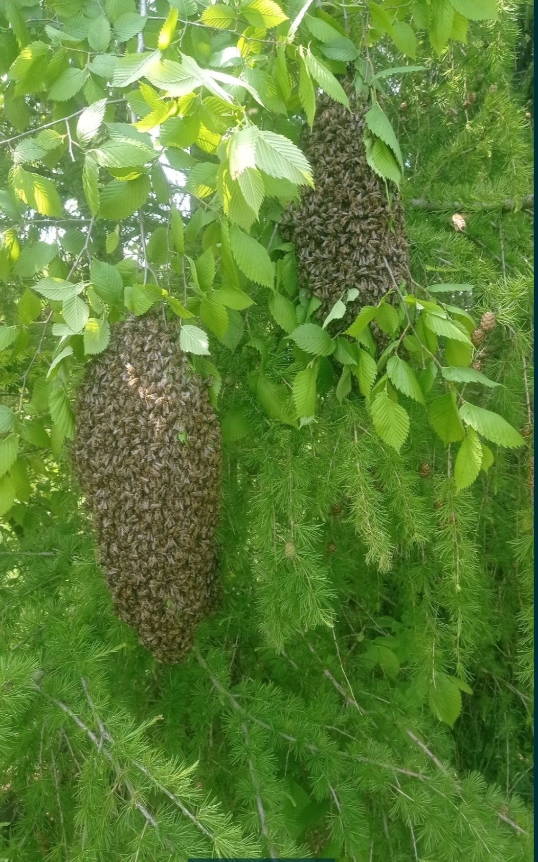 Pszczoly pogotowie rojowe