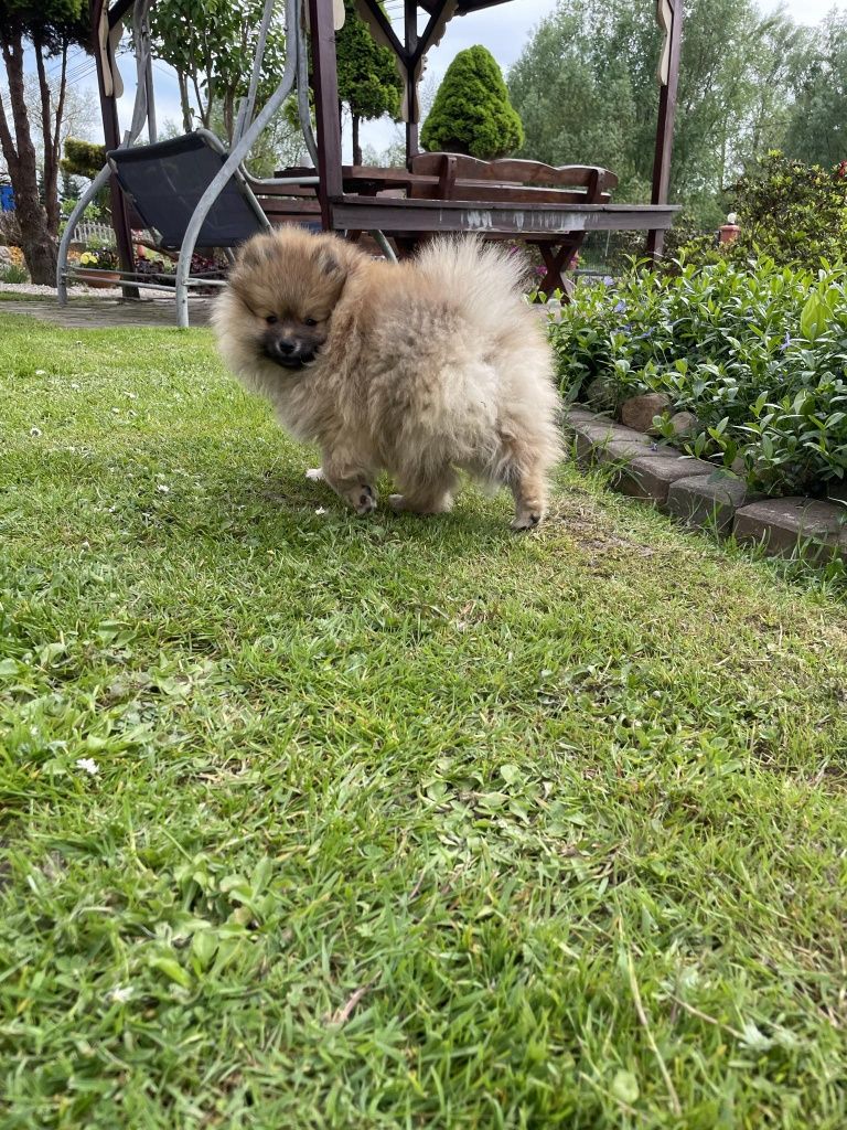 Szpic miniaturowy pomeranian z Rodowodem