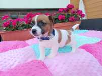 Jack Russell Terrier