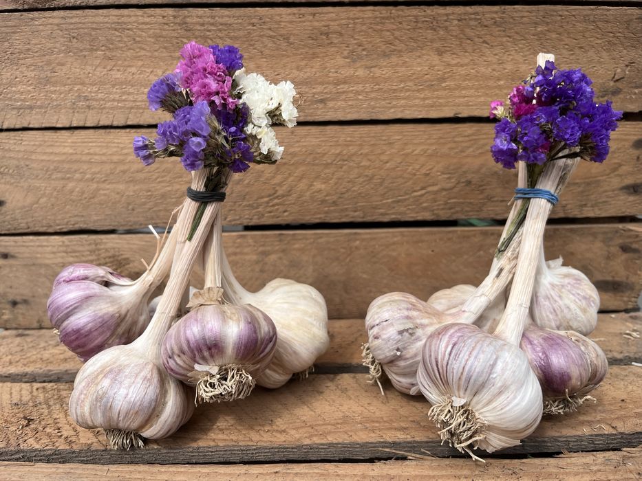 Czosnek z własnej uprawy