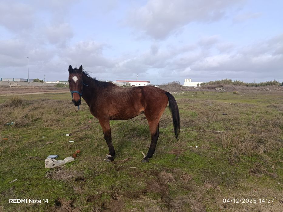 Cavalo com 11 anos 1:60 mtrs