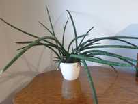 Sansewieria sadzonki