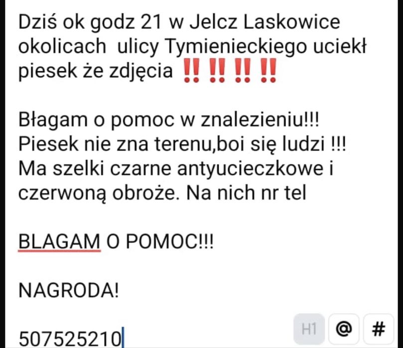 Zaginal piesek ze zdjecia !!!