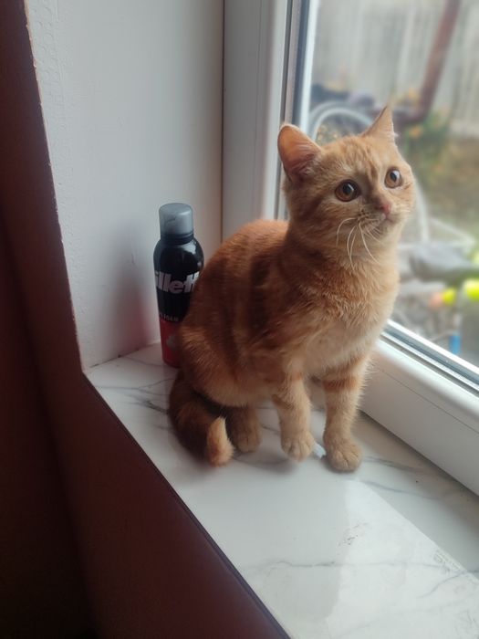 Котенок Шотландский мальчик