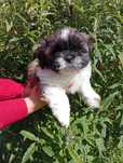 Shih-Tzu Rodowód