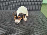 Jack russell terrier trikolor