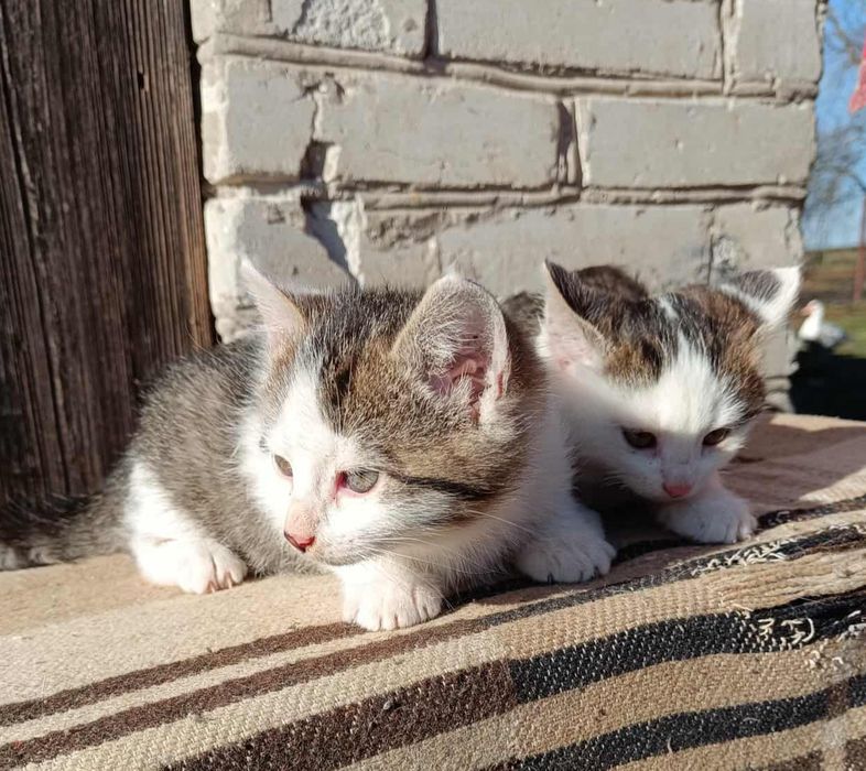 Kociaki rozrabiaki. Śliczne kotki oddam w dobre ręce.