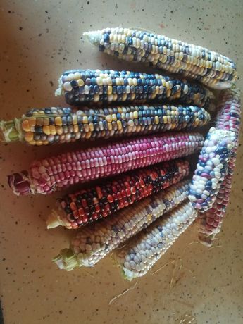 Семена разноцветной кукурузы Мозаика