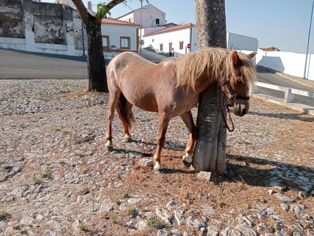 Vendo pônei fêmea