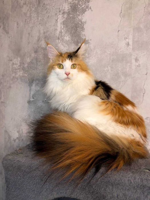Kotka Maine Coon