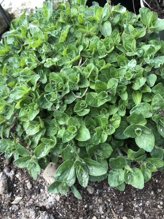 Biały fiołek do kolekcji kwitnących