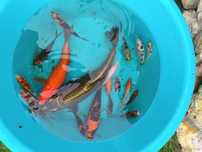 Carpas koi diversas