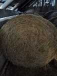Bale Siana  Suche