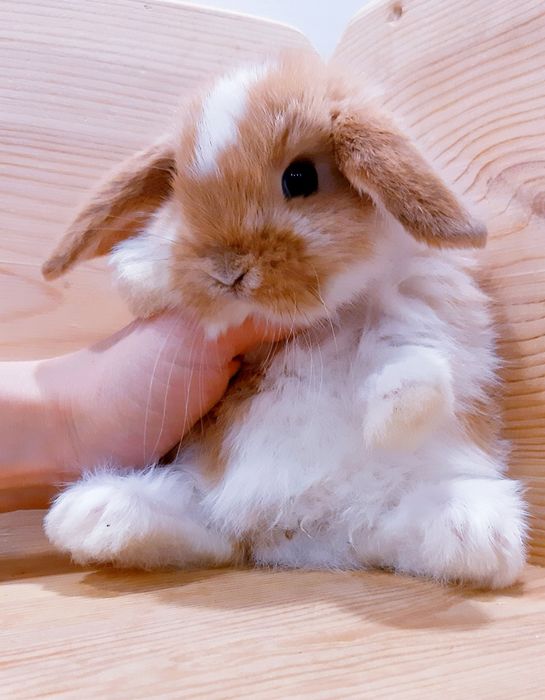 Карликовые супер мини кролики декорат. торчеухие и вислоухие кролики