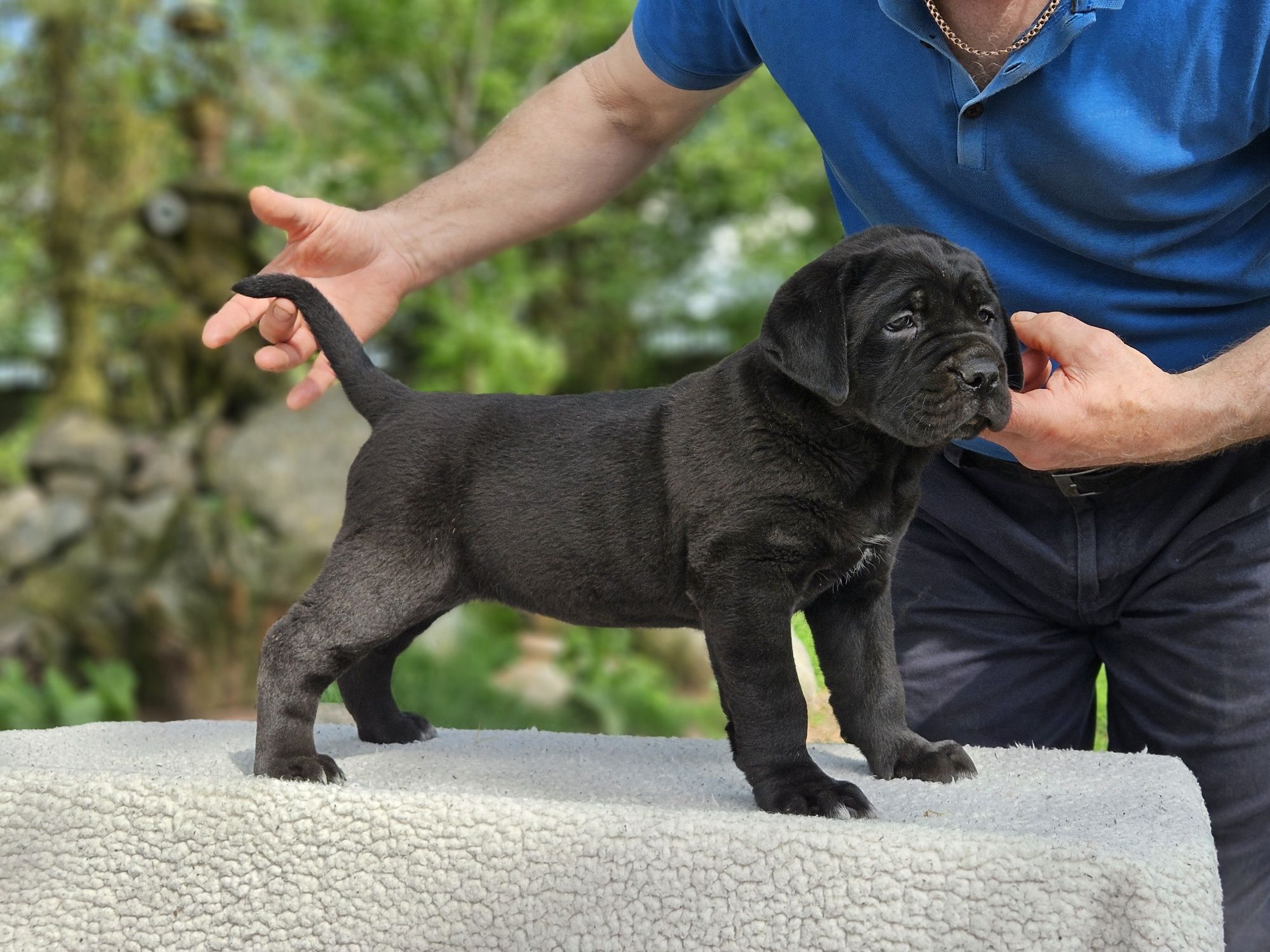 Cane Corso ZKwP FCI szczeniaczek