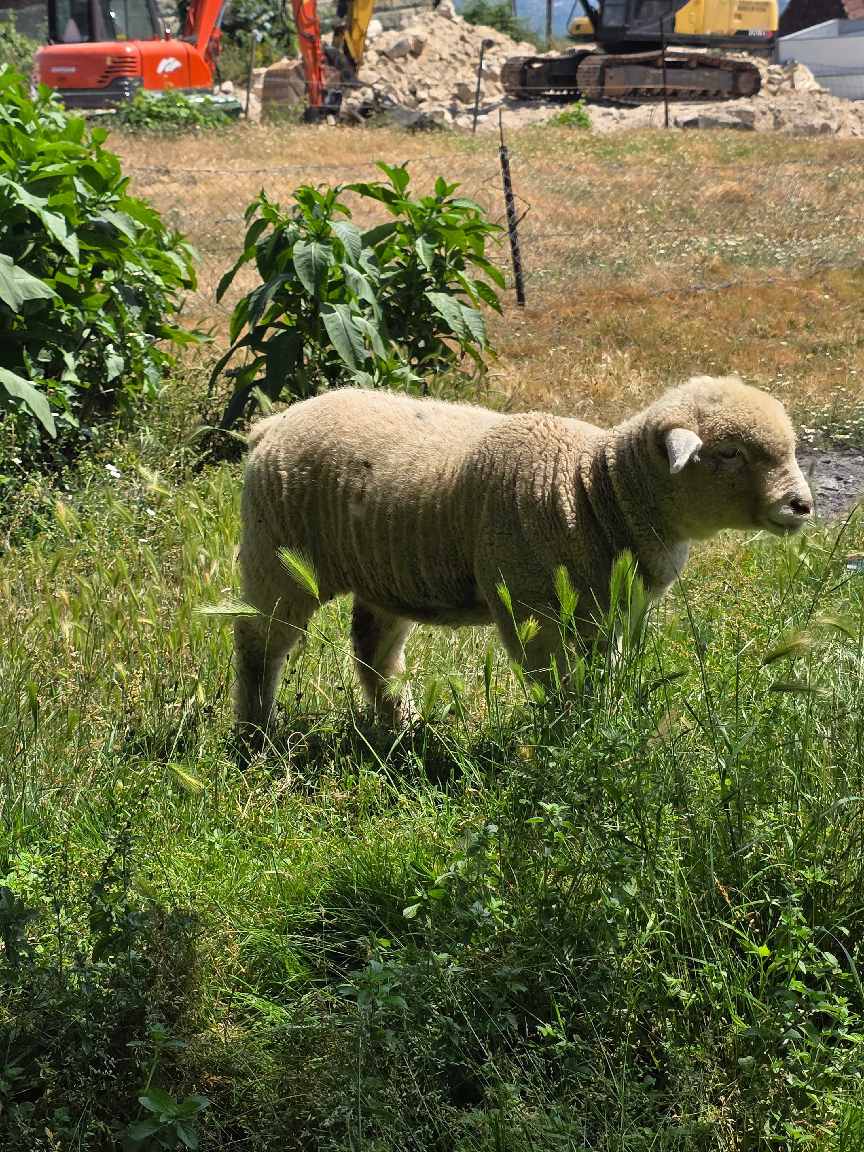Borrega il france pura