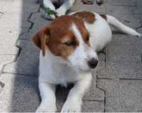 Jack Russell Terrier suczka rodowodowa Związek Kynologiczny w Polsce