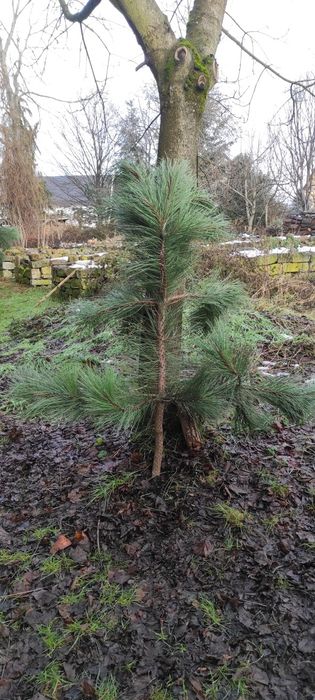 Choinka - sosna żółta 170 cm