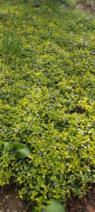 Барвинок пестролистный вечнозеленый почвопокровник