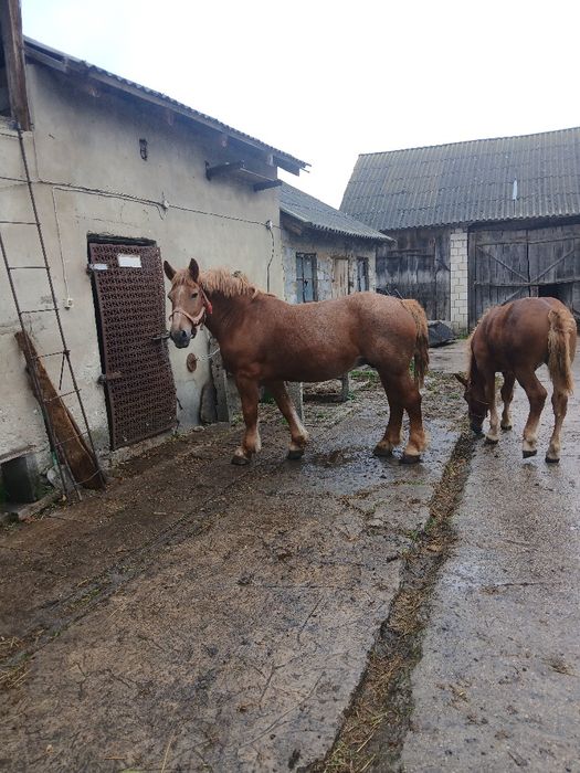 Klacz zimnokrwista zrebna 5 miesięcy
