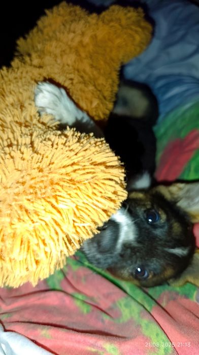 Собака без породи