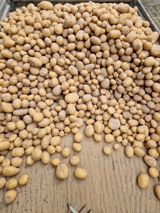 Ziemniaki jadalne Tajfun,Otulia,Bellarosa na oborniku