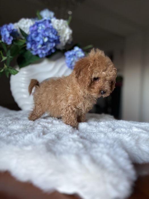 Pudel toy mini chłopiec