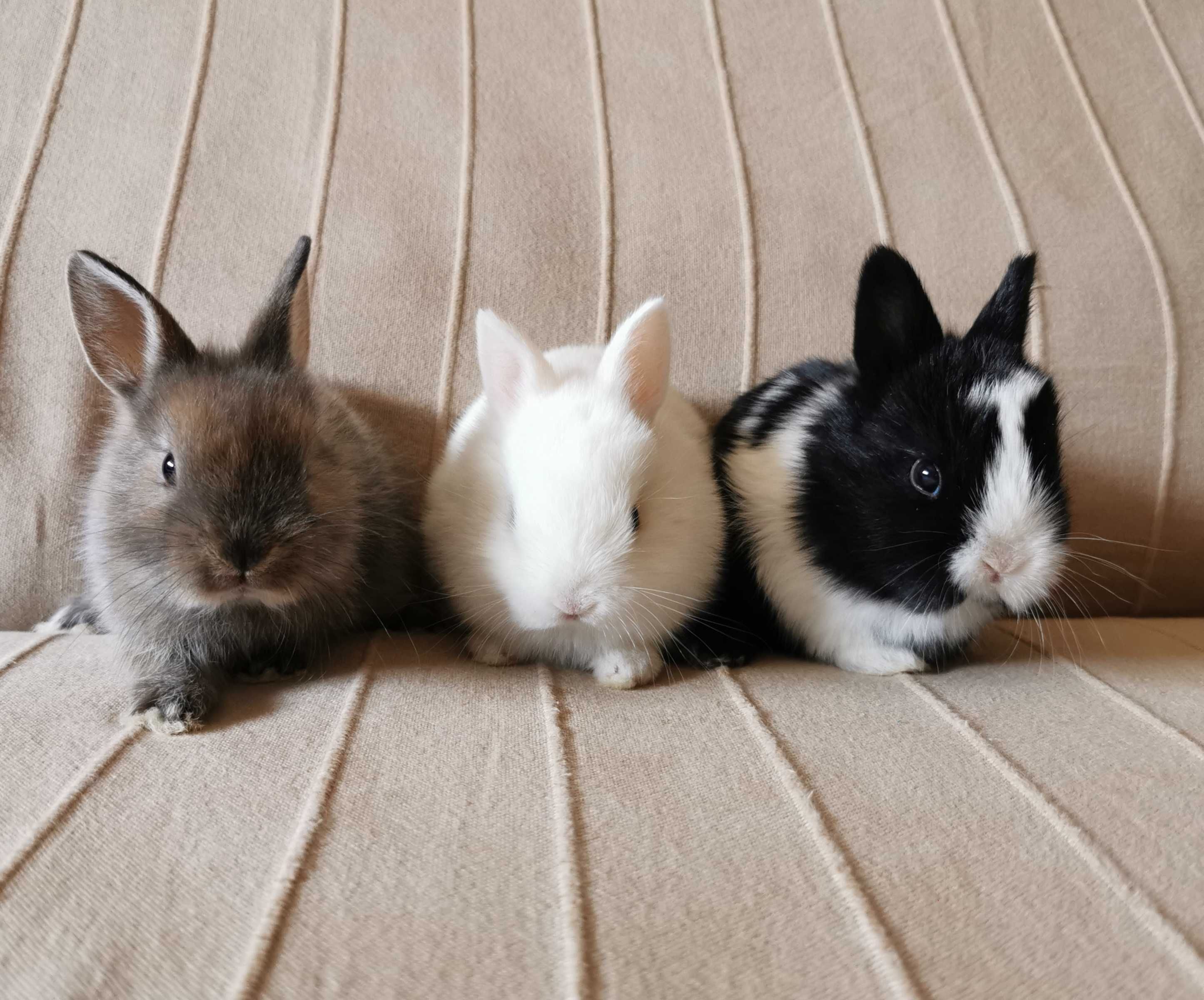 Coelhos anões minitoy e mini holandês muito fofos, KIT completo