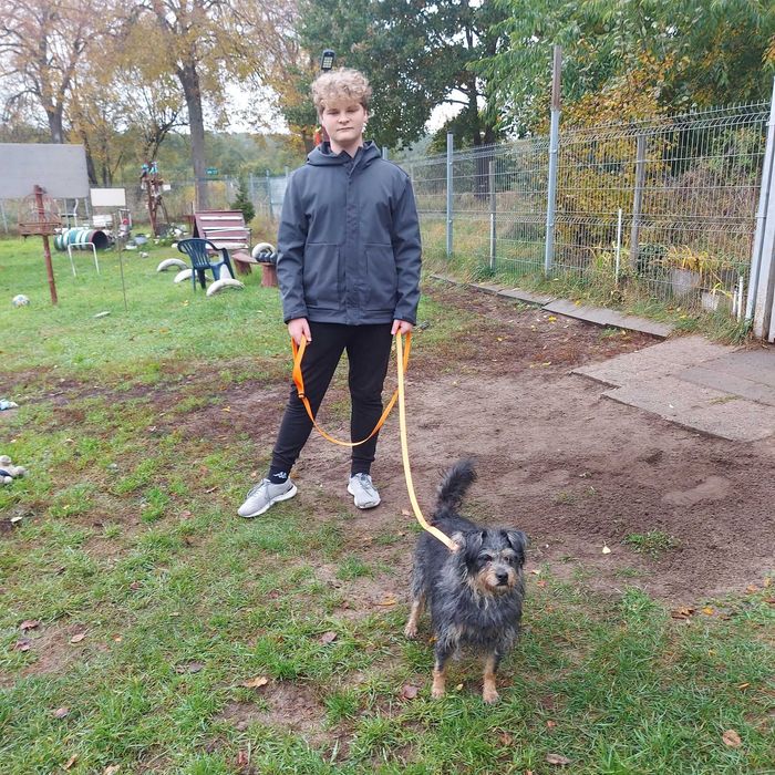 Mila sunia w typie sznaucerki