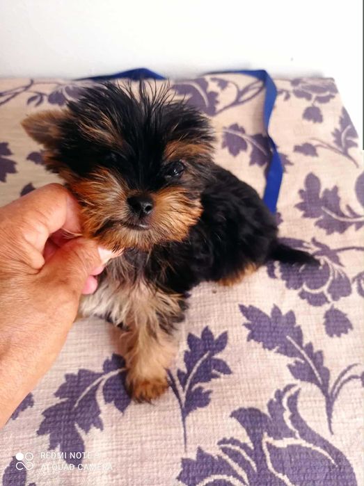 Yorkshire Terrier Miniatura de Qualidade TOP