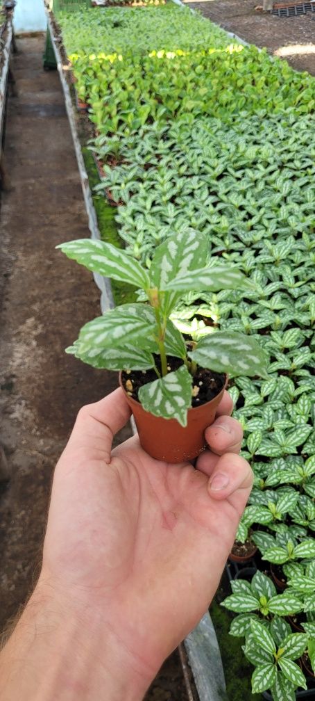 Pilea cadieri w doniczce 6 cm – urokliwa rzadka