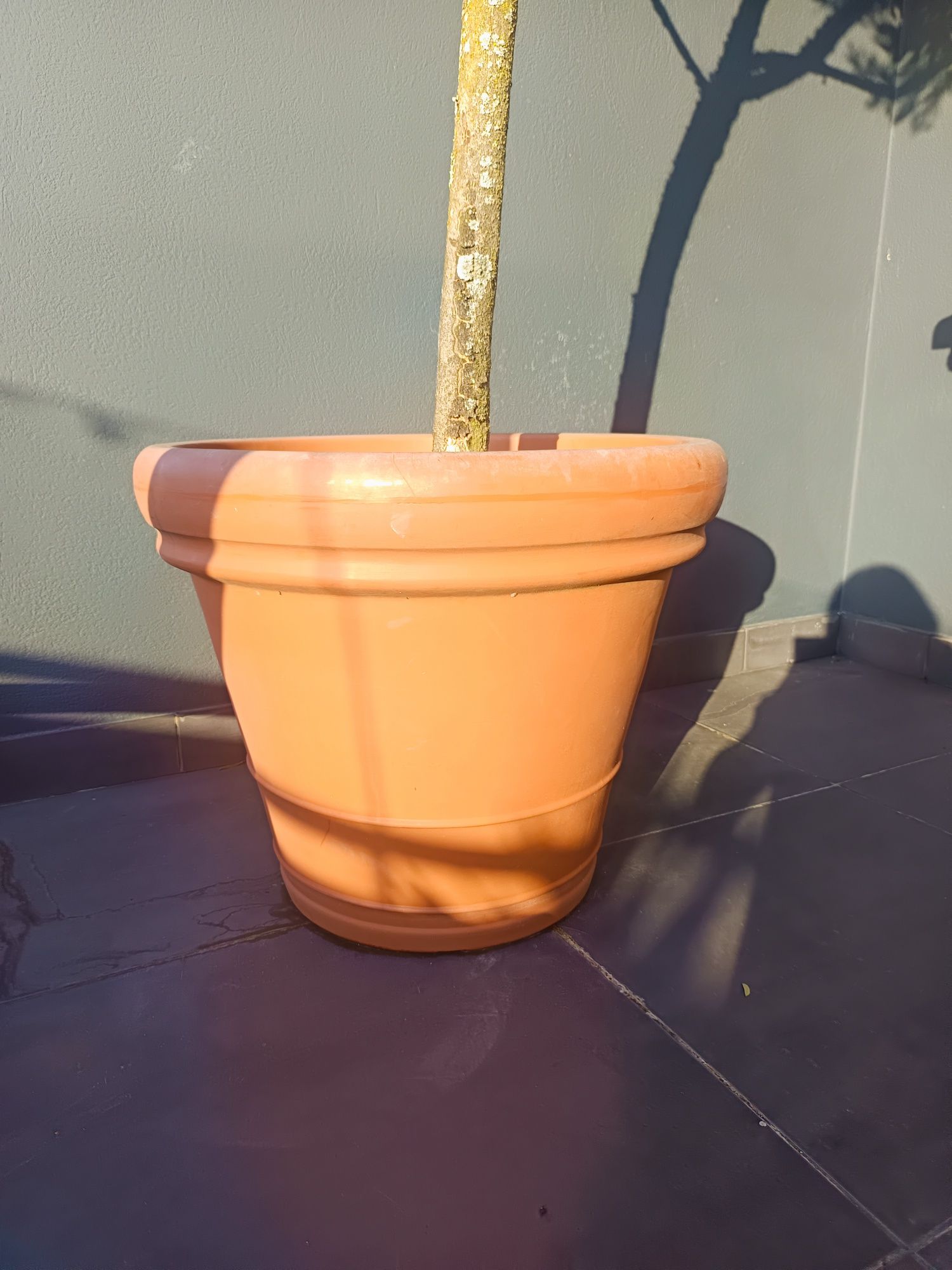 Oliveiras em Vaso