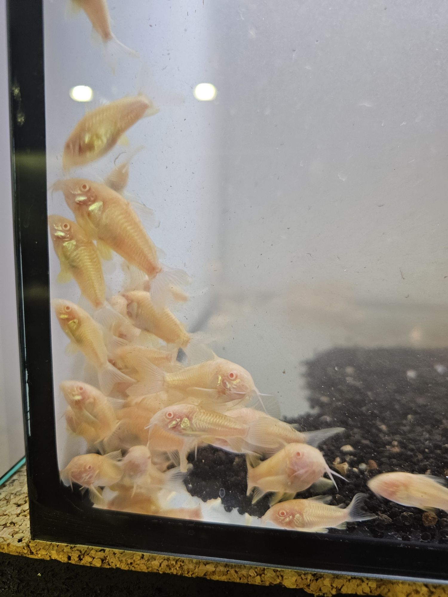 11 Corydoras albinas disponíveis